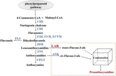 Transcription factor VvibHLH93 negatively regulates proanthocyanidin biosynthesis in grapevine